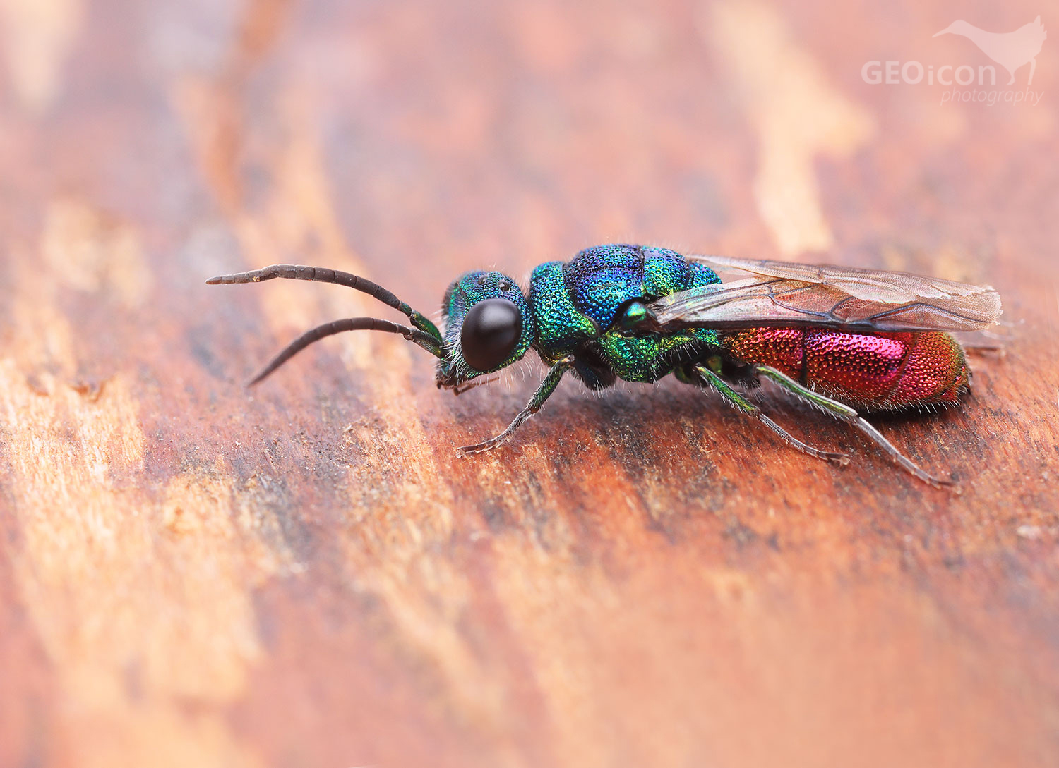 Cuckoo wasp from  the group of Ruby-tailed wasps / ze skupiny zlatěnka ohnivá (Hedychridium chloropygum)