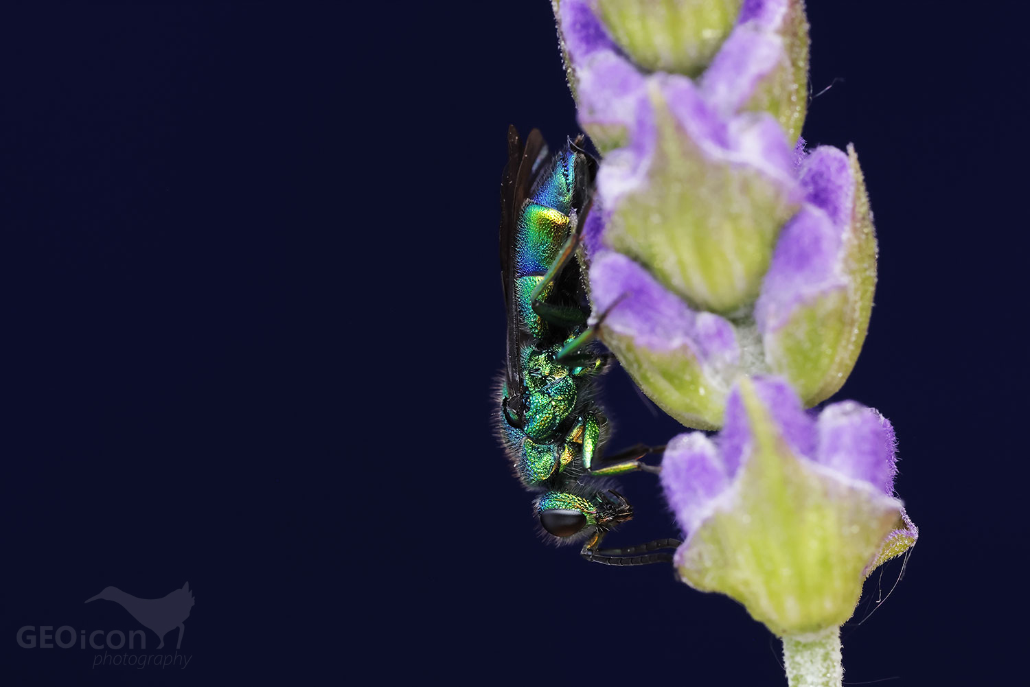 Cuckoo wasp / zlatěnka (Chrysis iris)