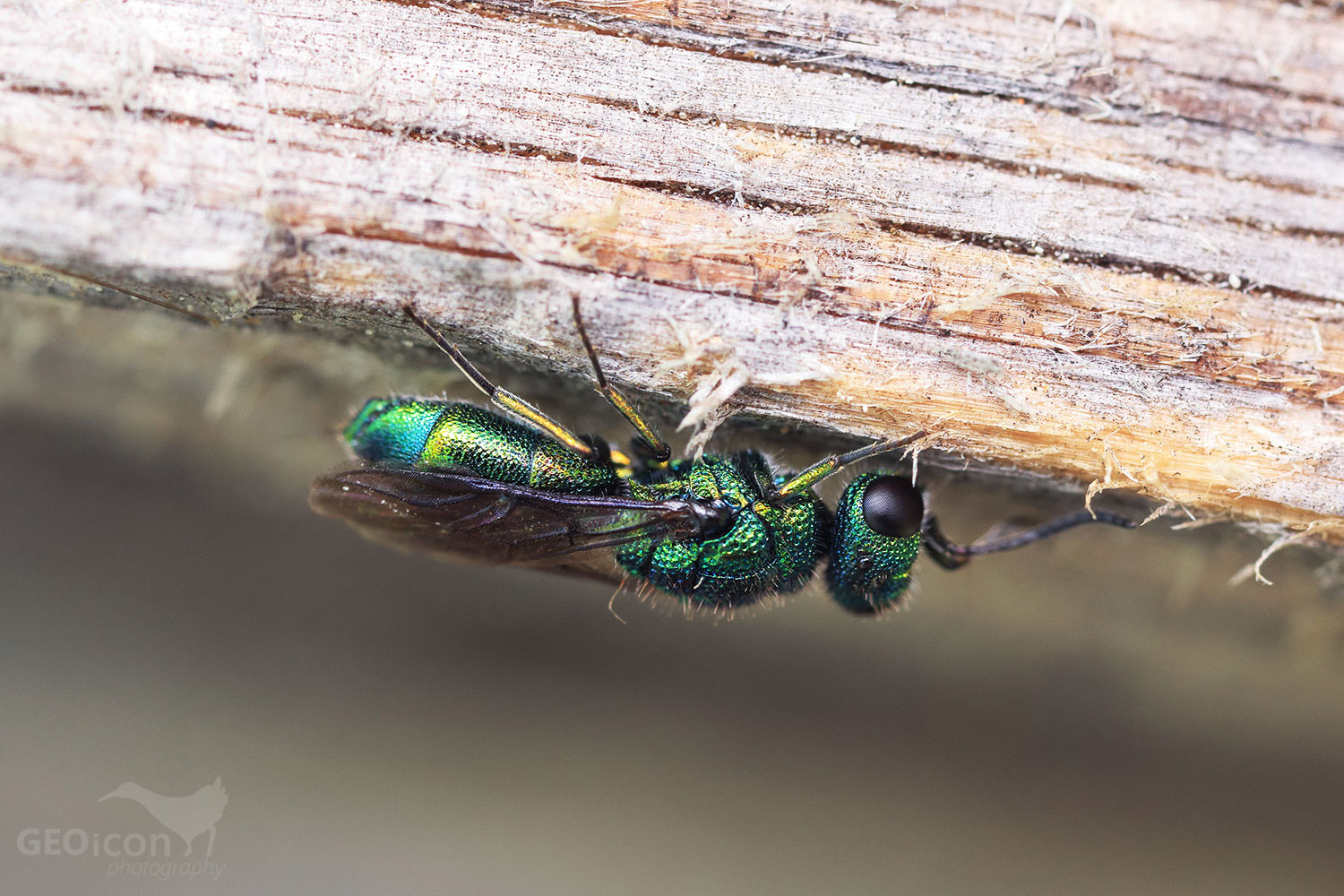 Cuckoo wasp / zlatěnka modrá (Trichrysis cyanea)