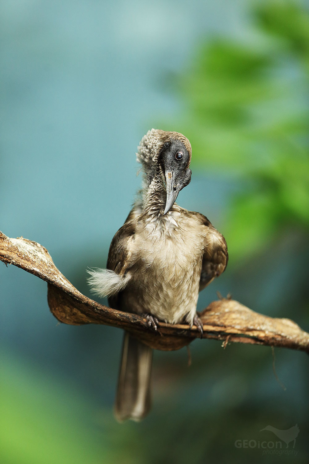 Helmeted friarbird / kystráček indonéský (Philemon buceroides)