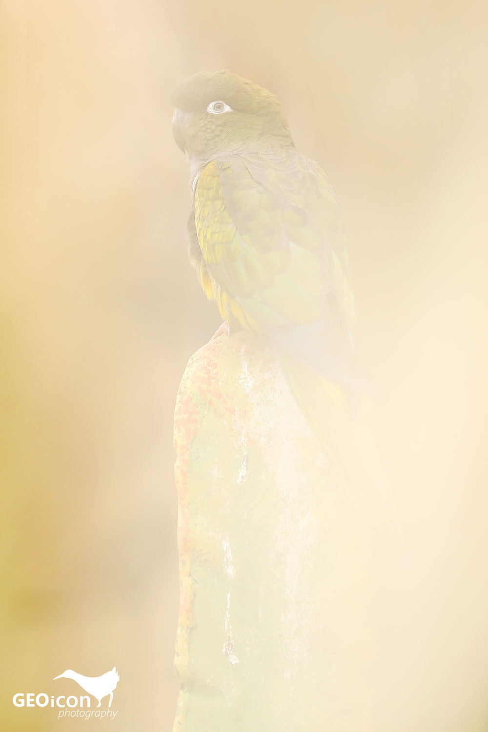 Burrowing parrot / papoušek patagonský (Cyanoliseus patagonus)
