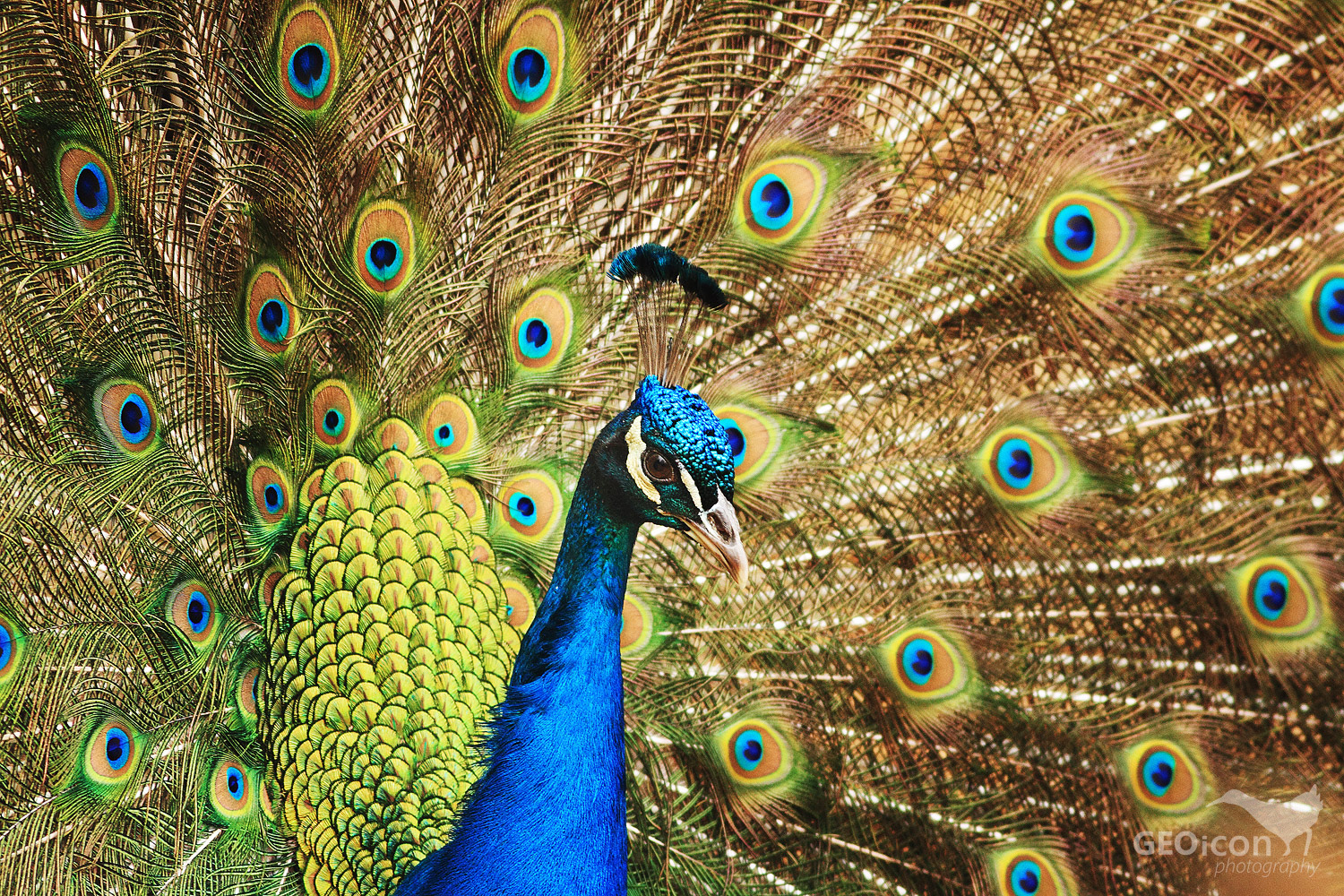 Blue peafowl / páv korunkatý (Pavo cristatus)