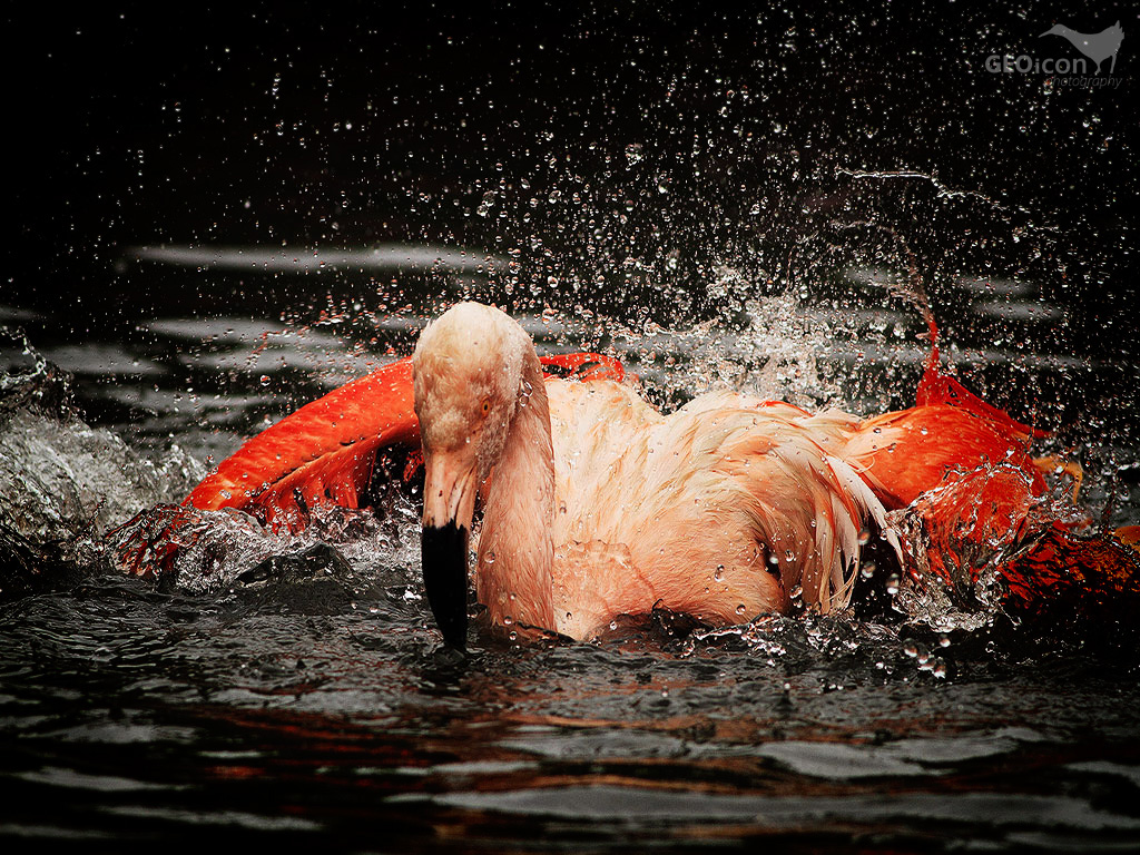 American flamingo / plameňák kubánský (Phoenicopterus ruber)
