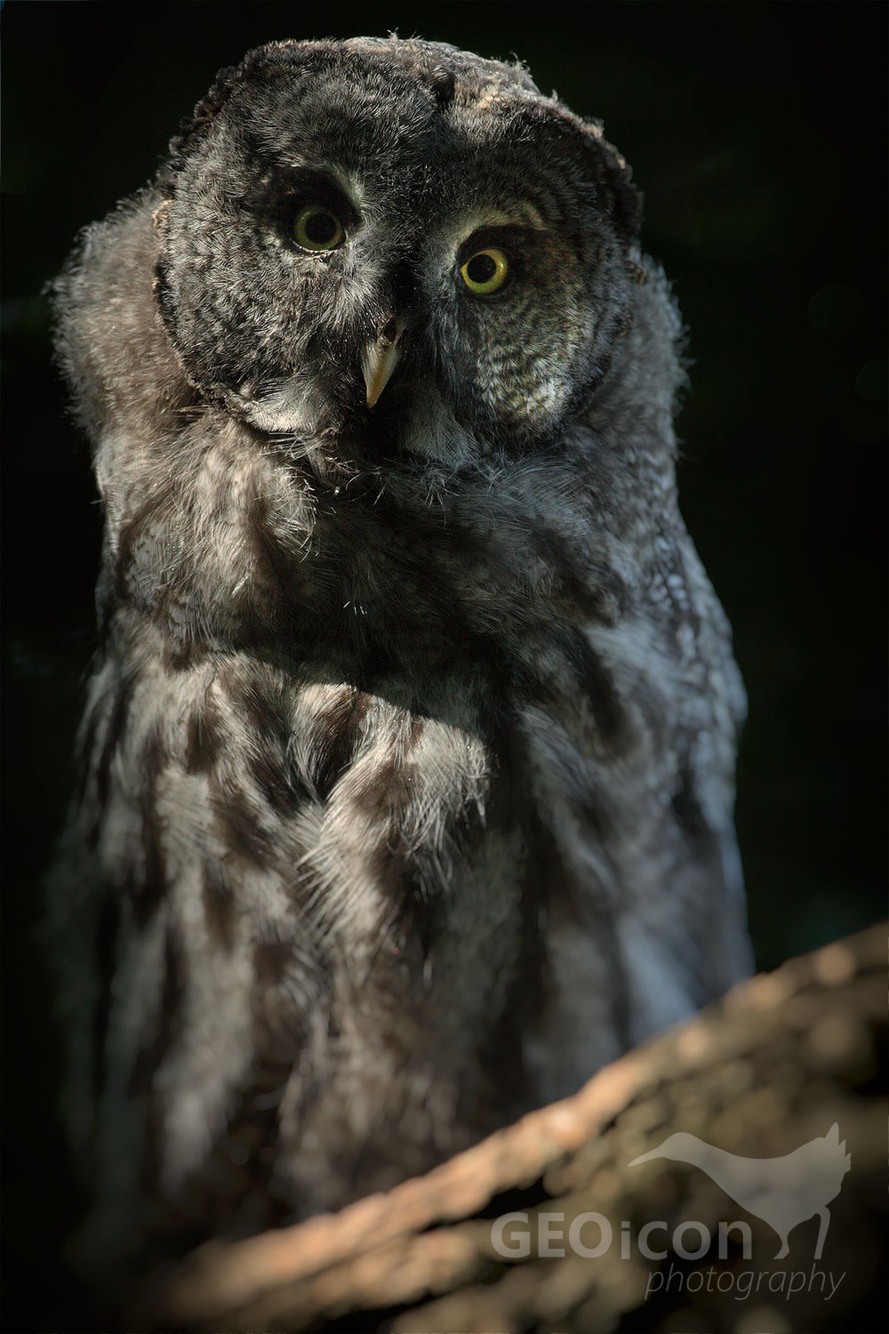 Ural owl / puštík bělavý (Strix uralensis)