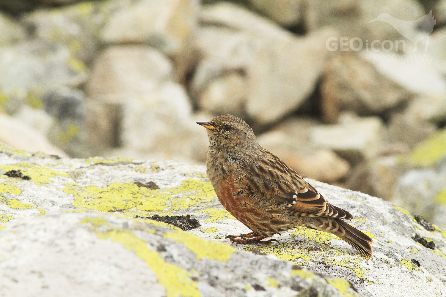 Alpine accentor / pěvuška podhorní (Prunella collaris)