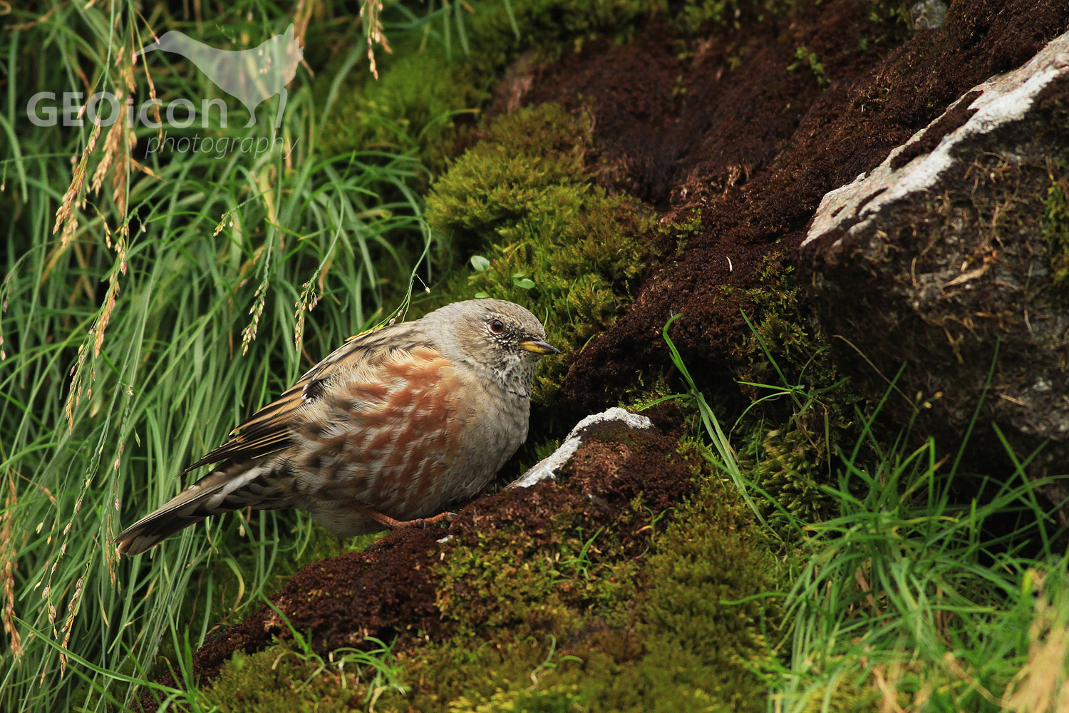 Alpine accentor / pěvuška podhorní (Prunella collaris)