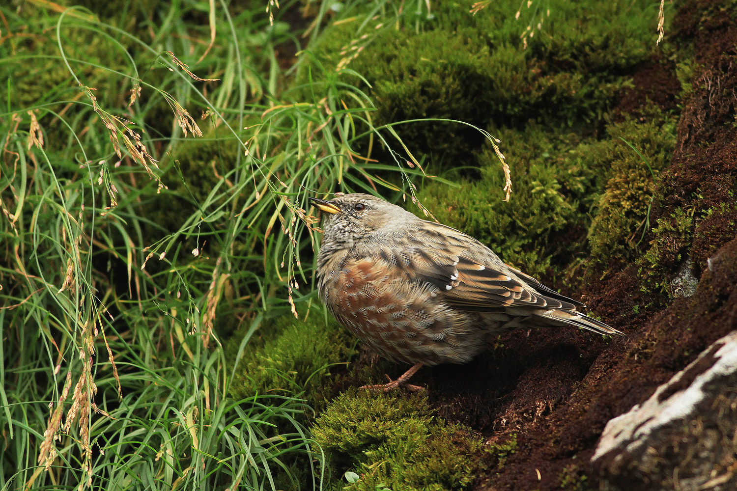 Alpine accentor / pěvuška podhorní (Prunella collaris)