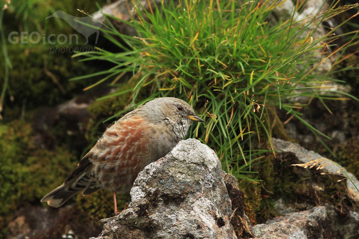Alpine accentor / pěvuška podhorní (Prunella collaris)