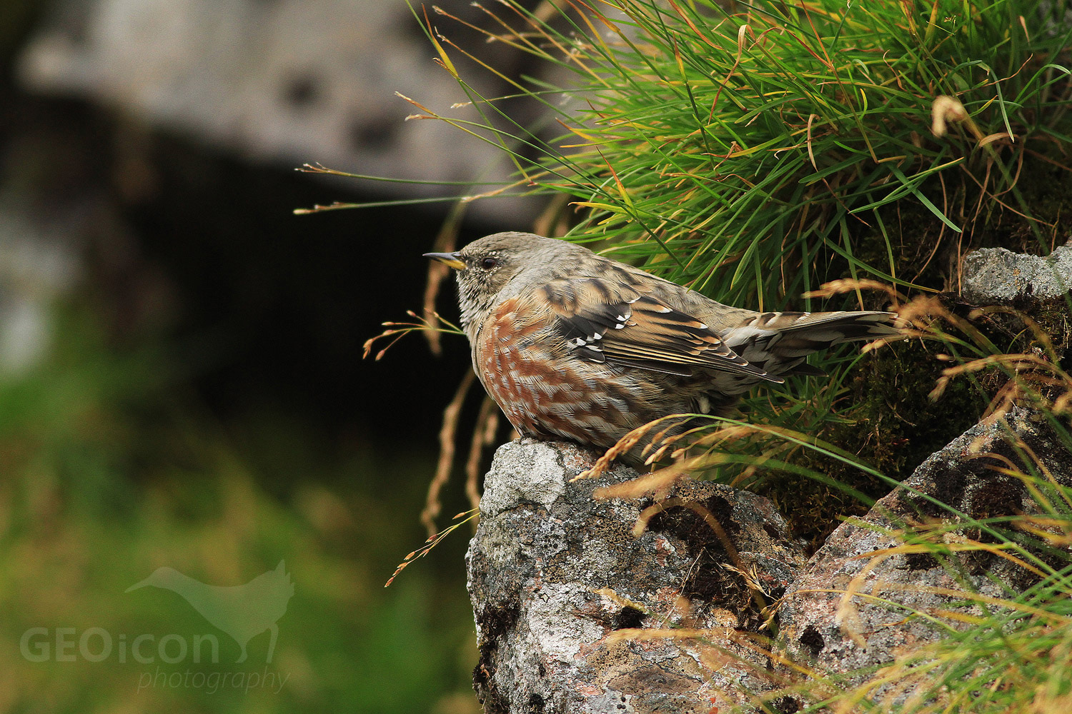 Alpine accentor / pěvuška podhorní (Prunella collaris)