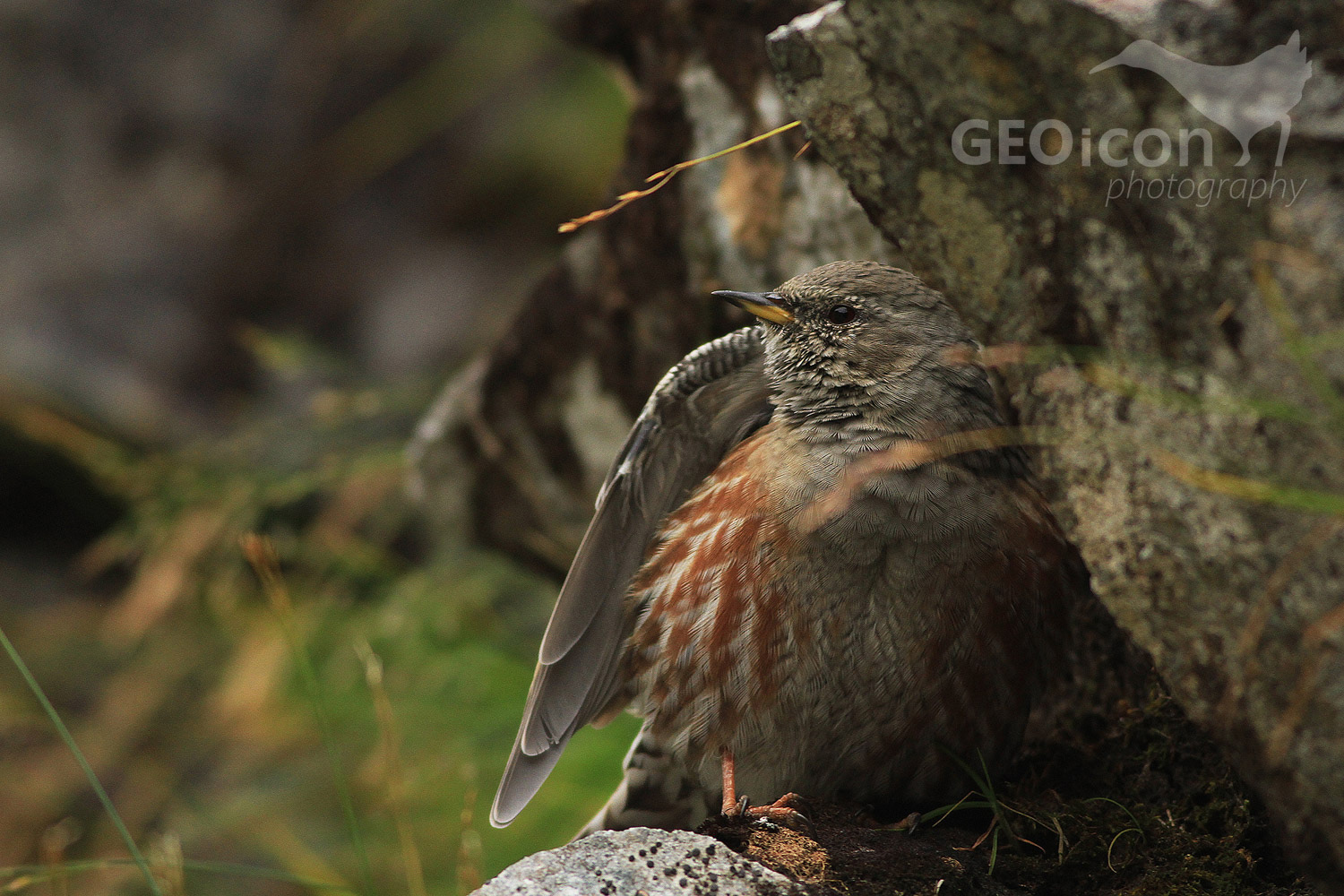 Alpine accentor / pěvuška podhorní (Prunella collaris)