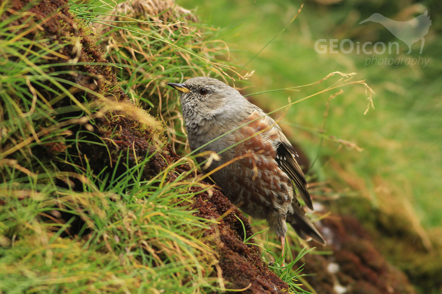 Alpine accentor / pěvuška podhorní (Prunella collaris)