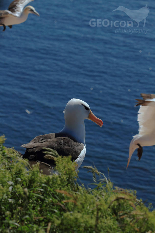 Black-browed albatross, albatros černobrvý (Diomedea melanophris)