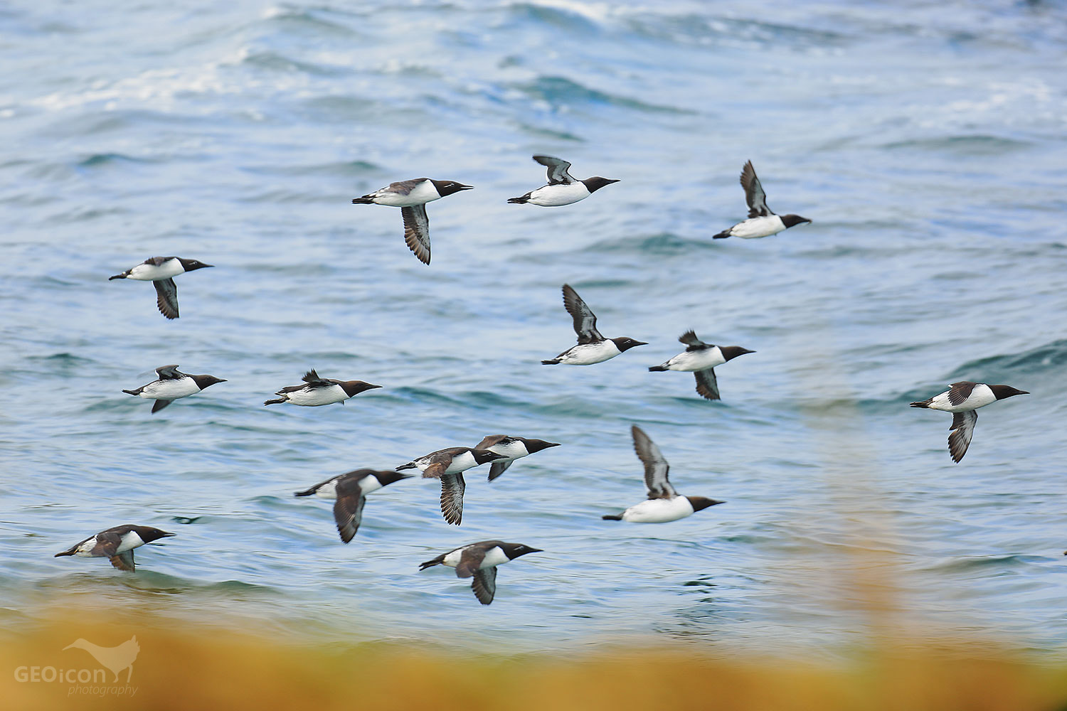 Guillemots / alkoun úzkozobý (Uria aalge)