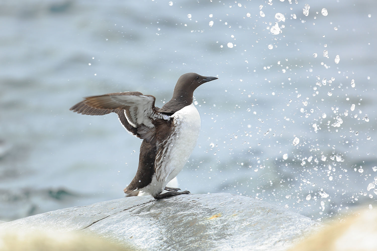 Guillemots / alkoun úzkozobý (Uria aalge)