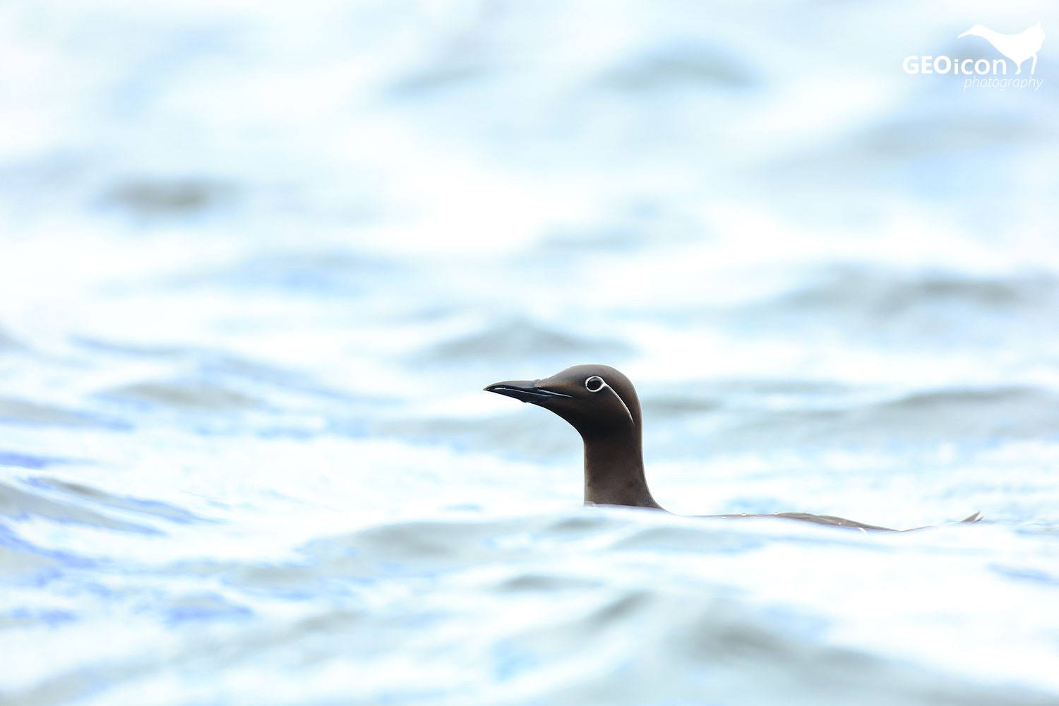 Guillemots / alkoun úzkozobý (Uria aalge)