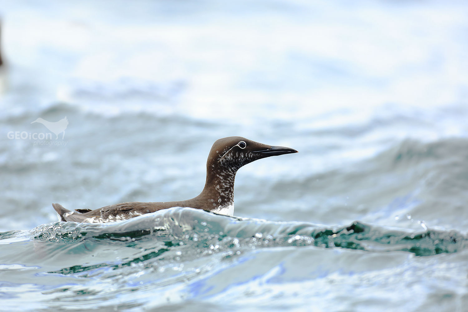 Guillemots / alkoun úzkozobý (Uria aalge)