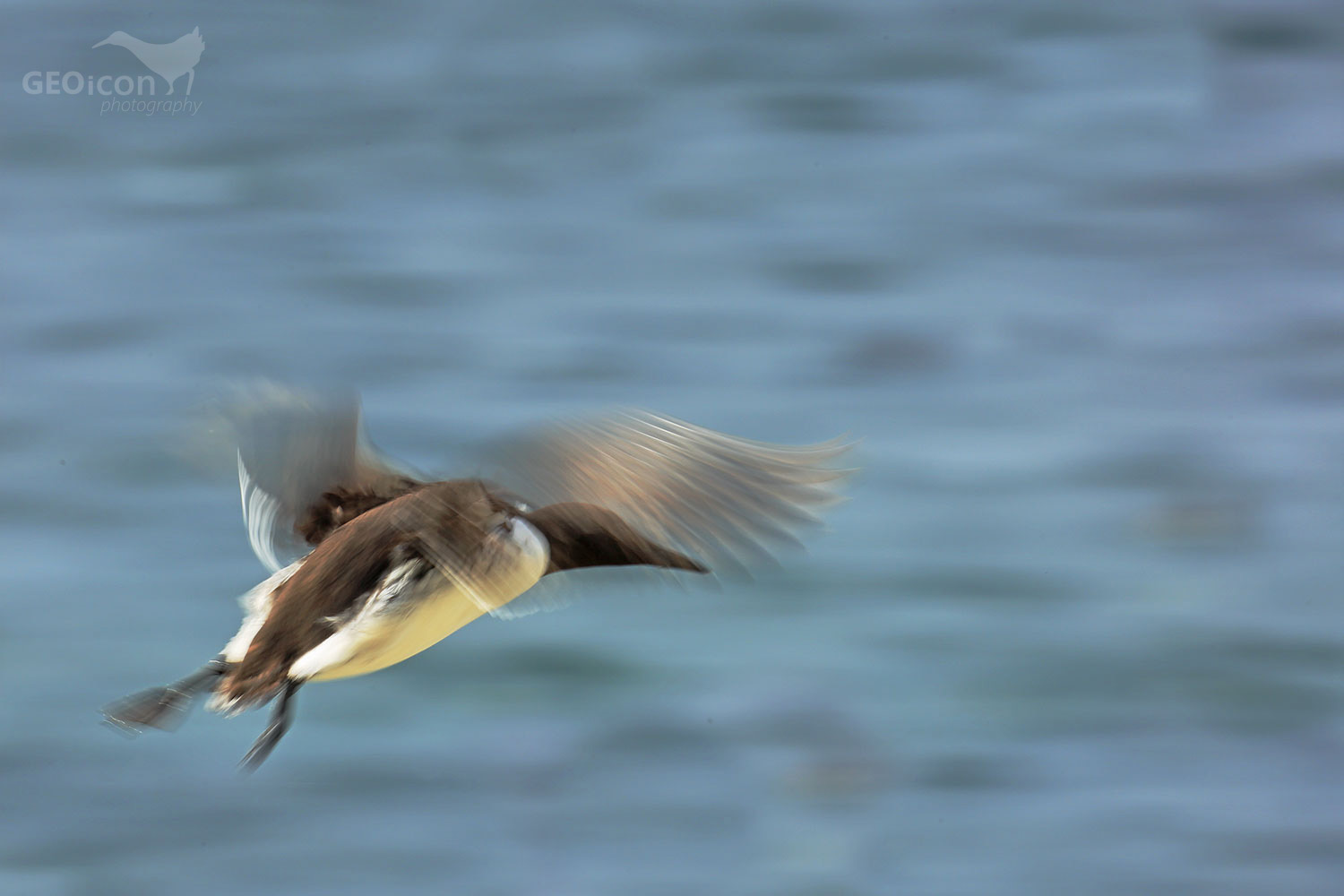 Guillemots / alkoun úzkozobý (Uria aalge)
