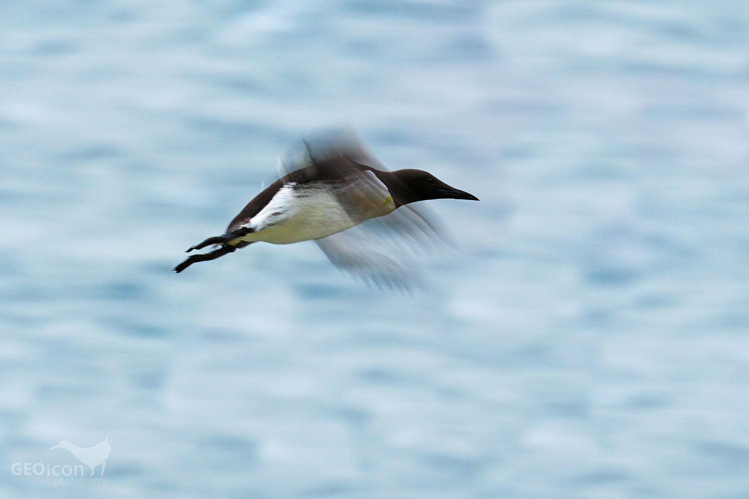 Guillemots / alkoun úzkozobý (Uria aalge)