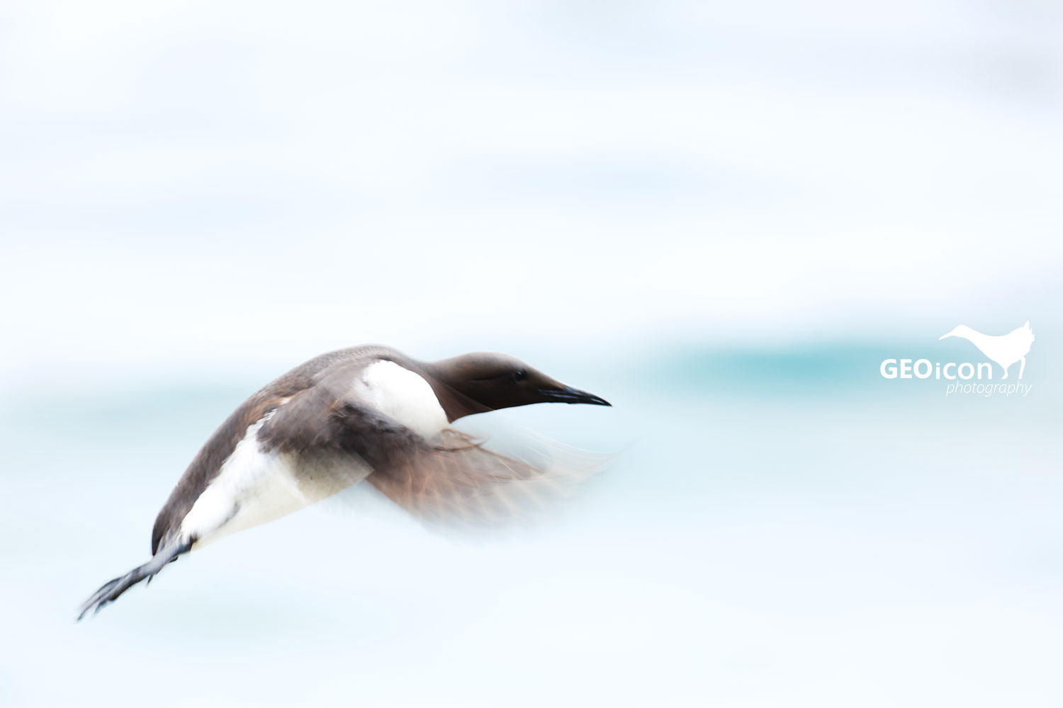 Guillemots / alkoun úzkozobý (Uria aalge)