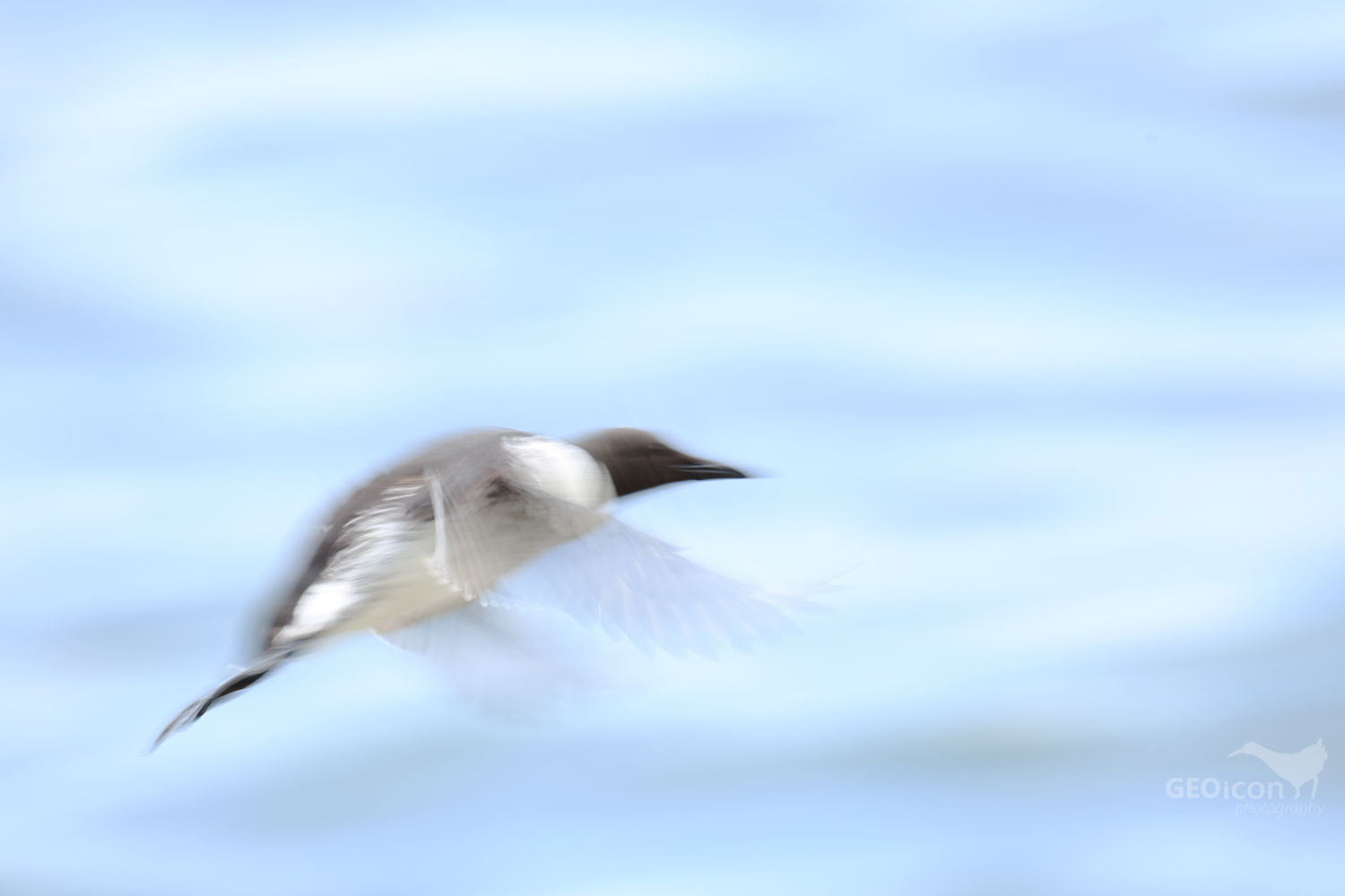Guillemots / alkoun úzkozobý (Uria aalge)