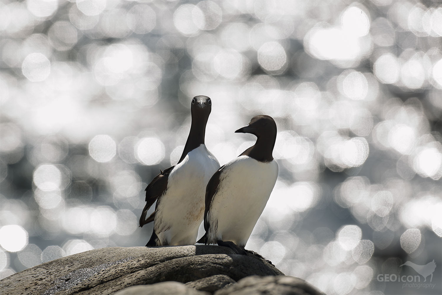 Guillemots / alkoun úzkozobý (Uria aalge)