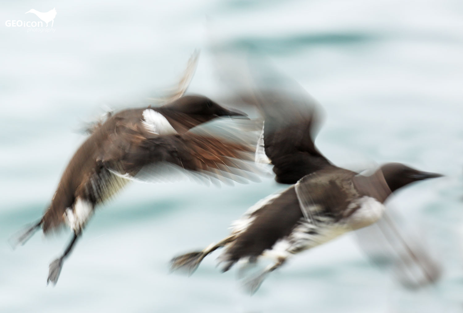 Guillemots / alkoun úzkozobý (Uria aalge)