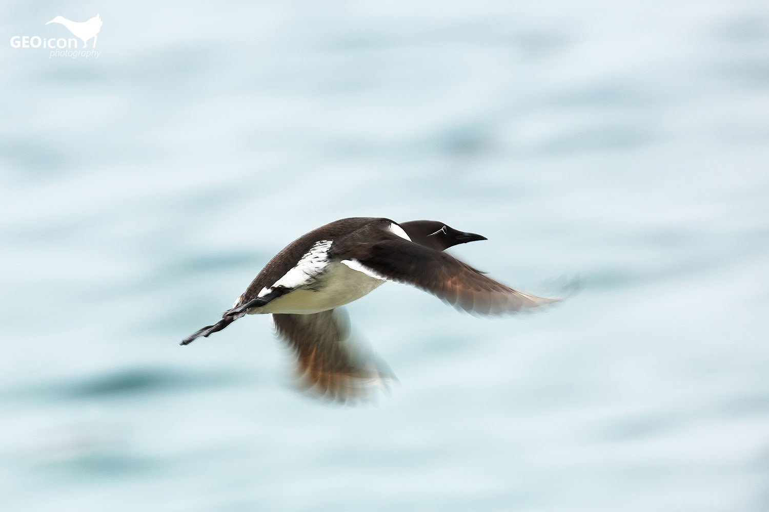Guillemots / alkoun úzkozobý (Uria aalge)