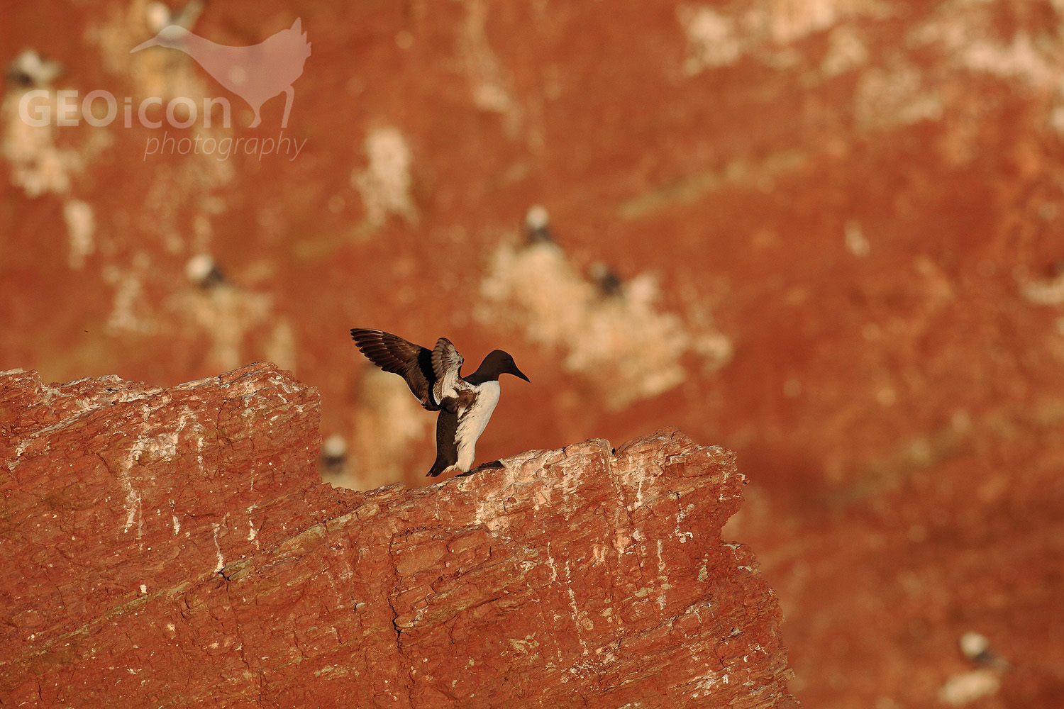 Guillemots / alkoun úzkozobý (Uria aalge)