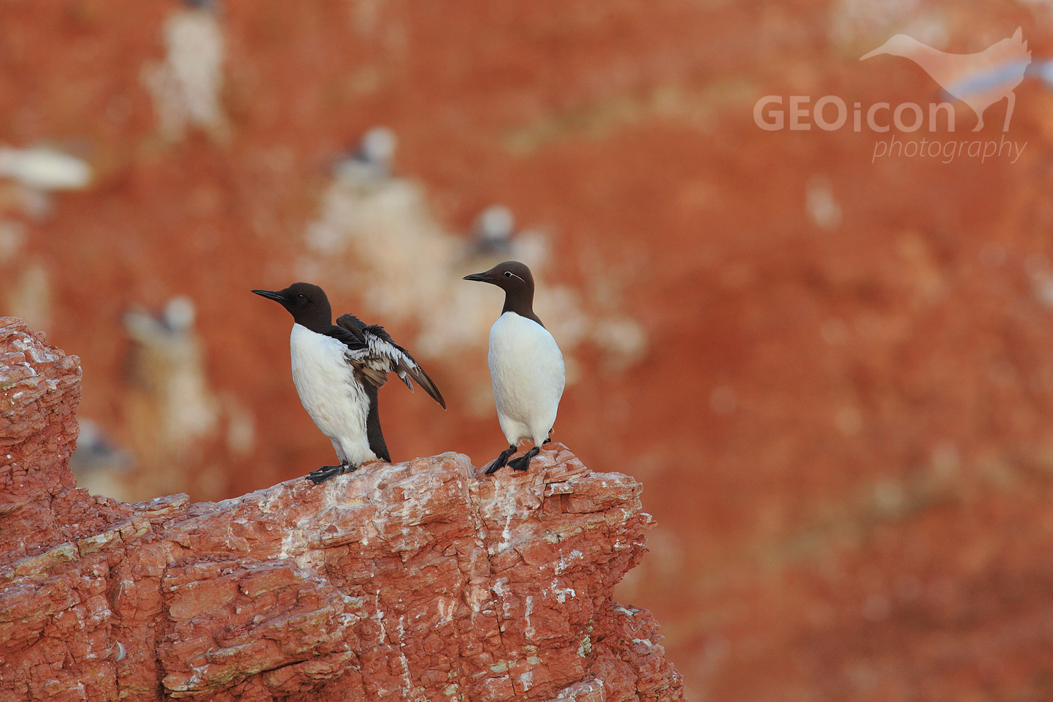 Guillemots / alkoun úzkozobý (Uria aalge)