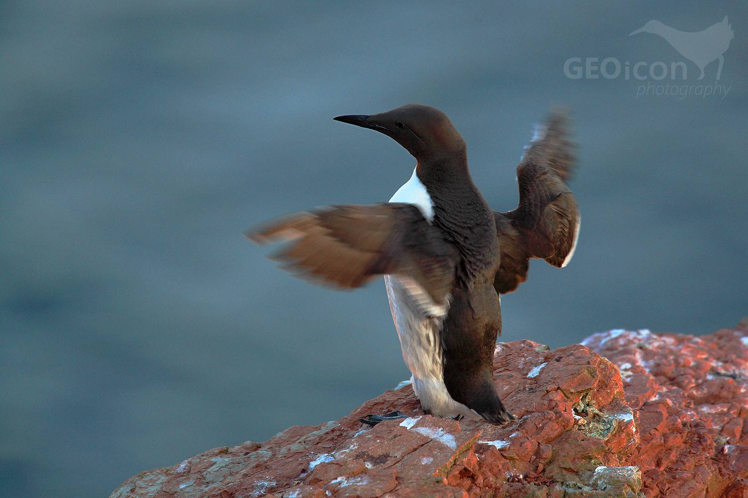Guillemots / alkoun úzkozobý (Uria aalge)