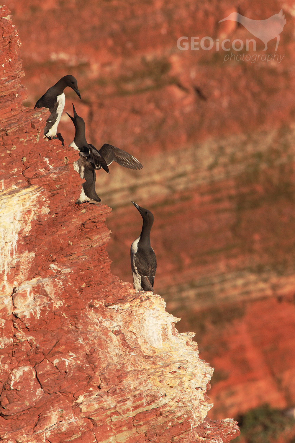 Guillemots / alkoun úzkozobý (Uria aalge)