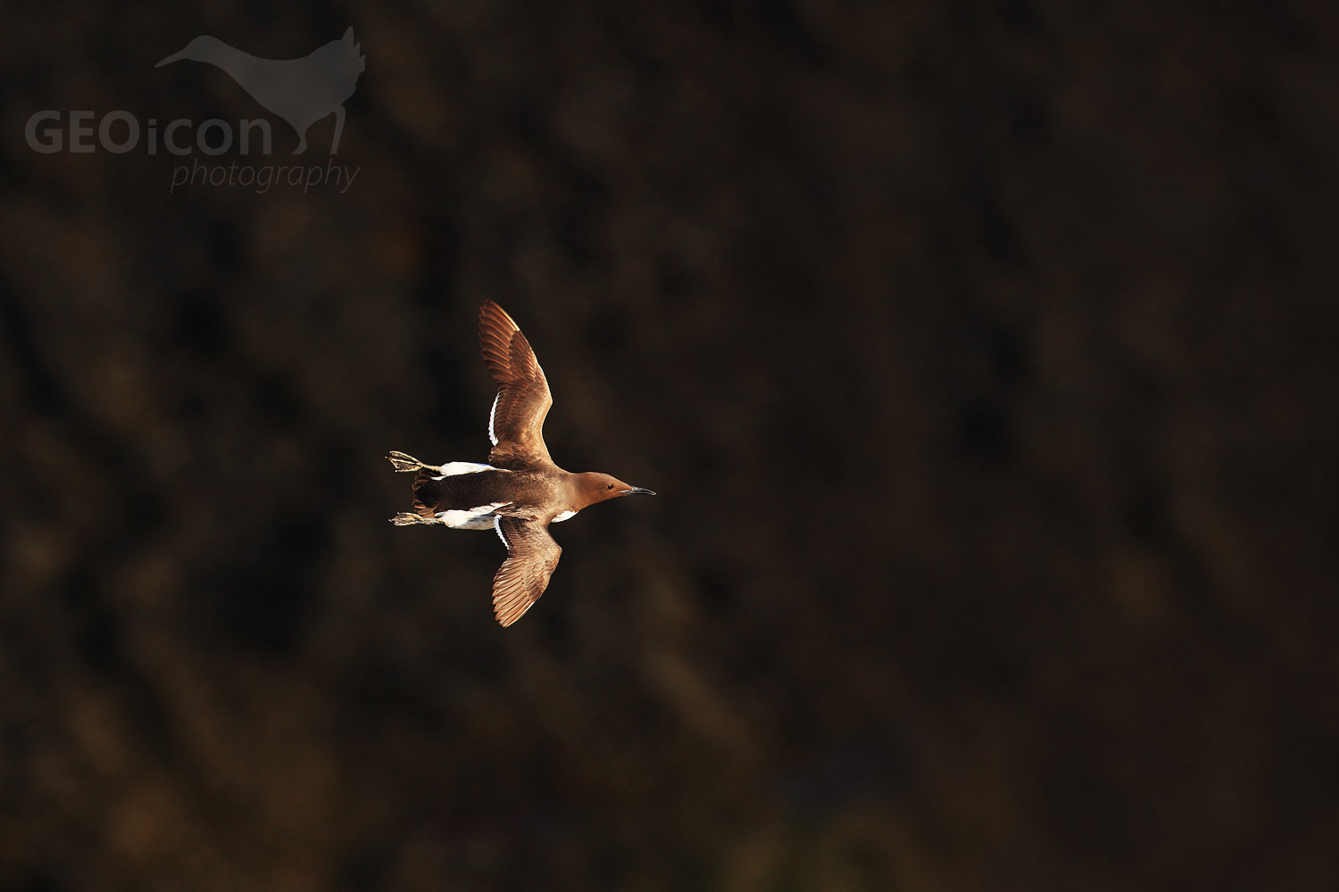 Guillemots / alkoun úzkozobý (Uria aalge)