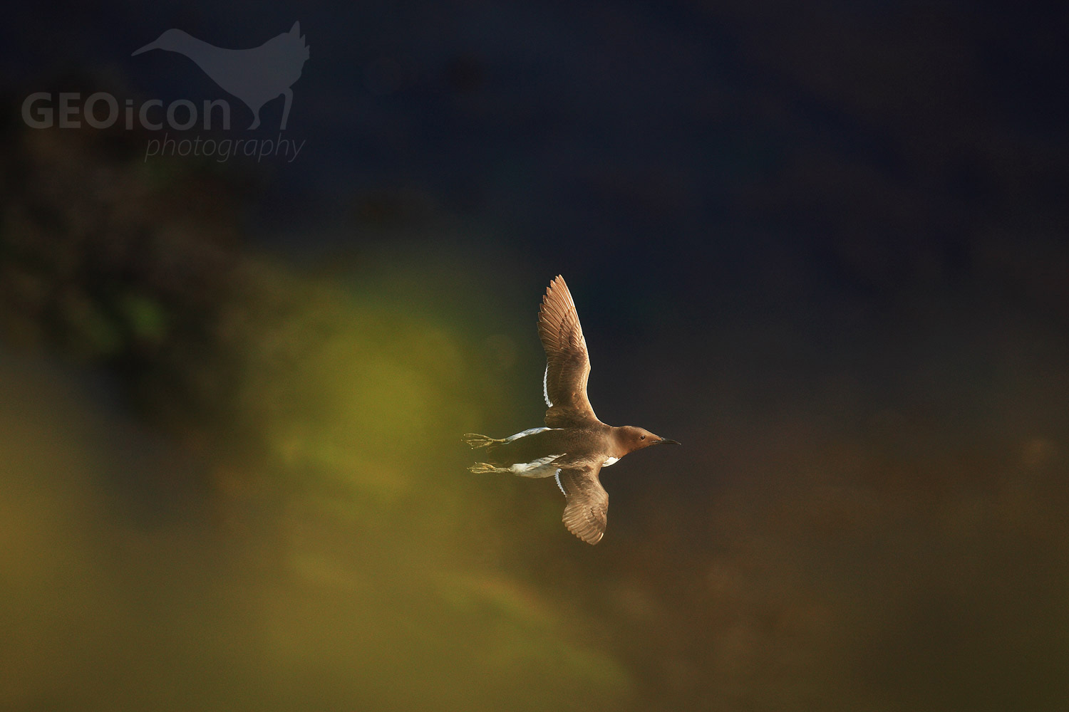 Guillemots / alkoun úzkozobý (Uria aalge)