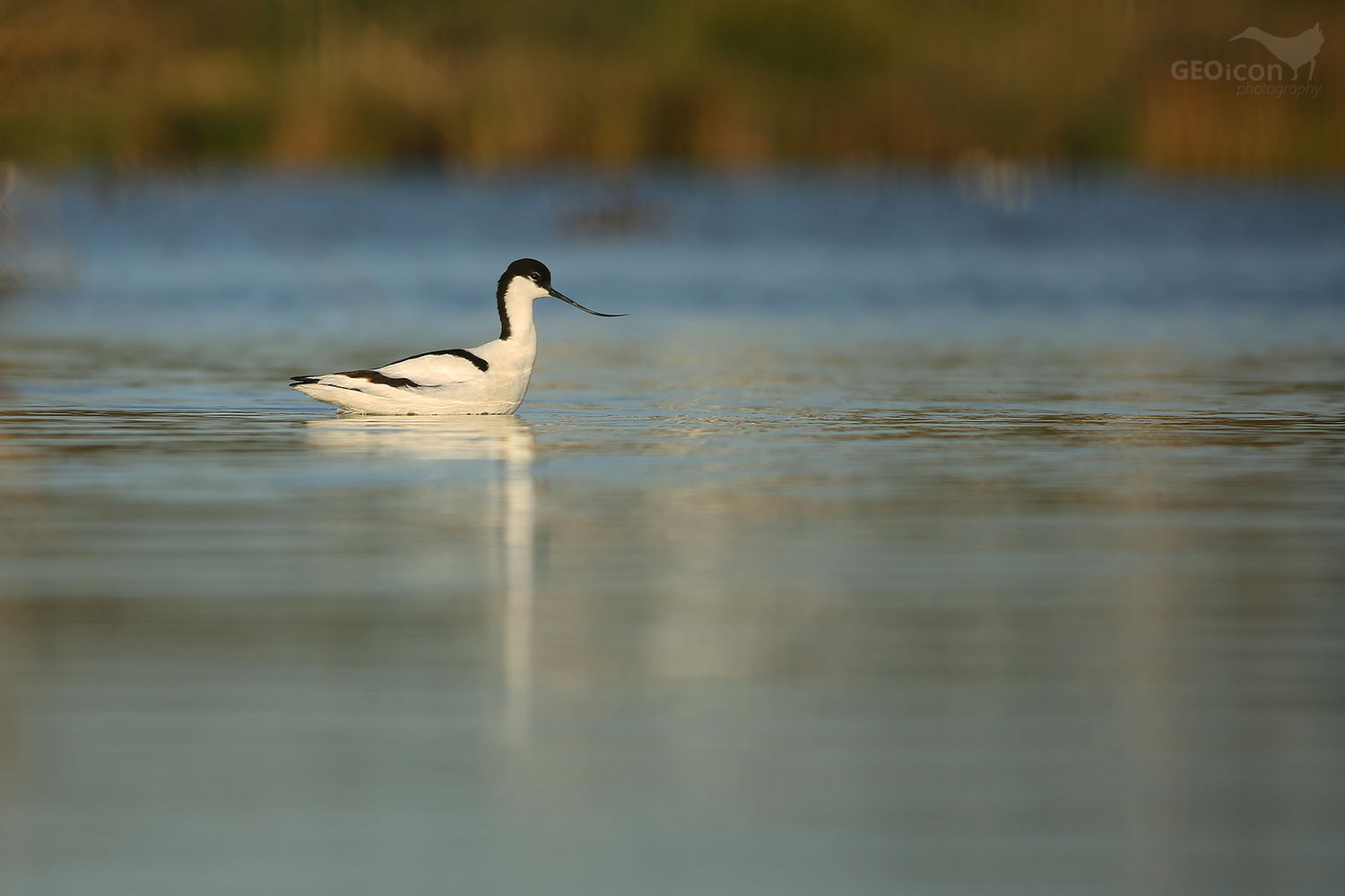 Avocet / tenkozobec opačný (Recurvirostra avocetta)