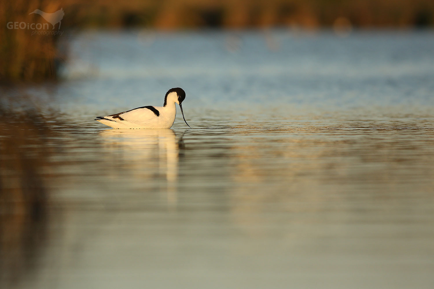 Avocet / tenkozobec opačný (Recurvirostra avocetta)