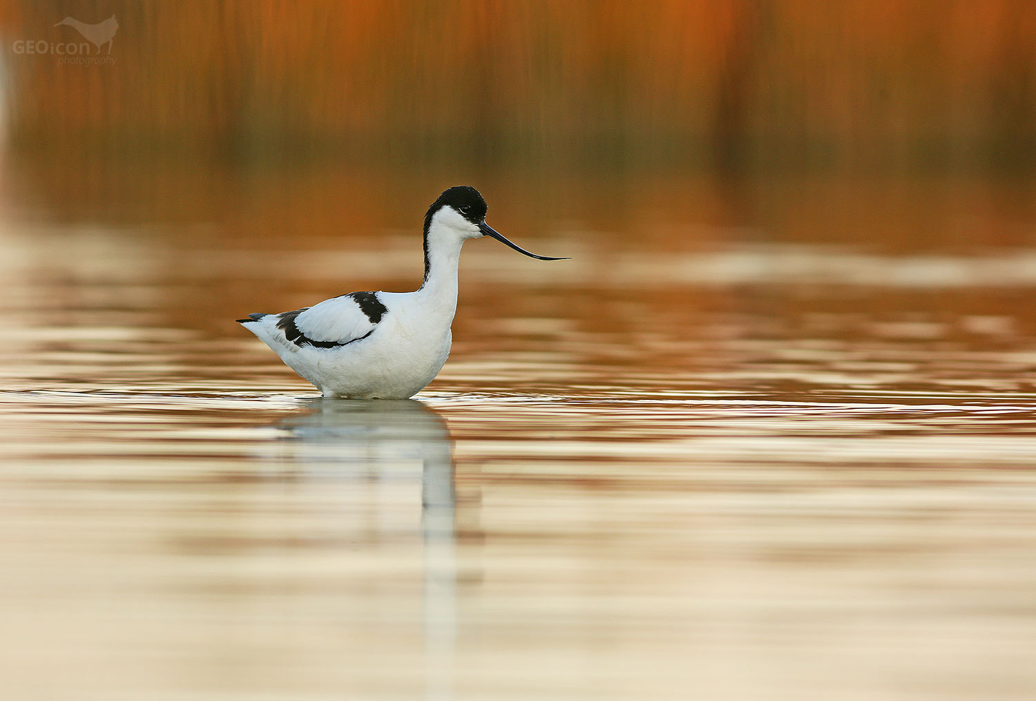 Avocet / tenkozobec opačný (Recurvirostra avocetta)
