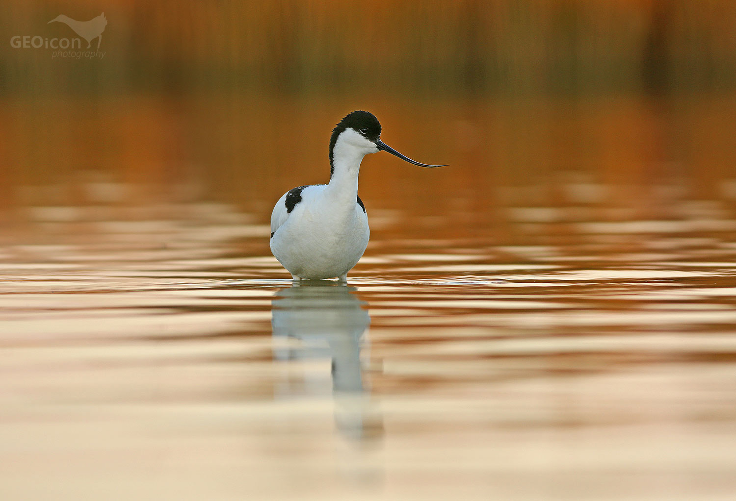 Avocet / tenkozobec opačný (Recurvirostra avocetta)