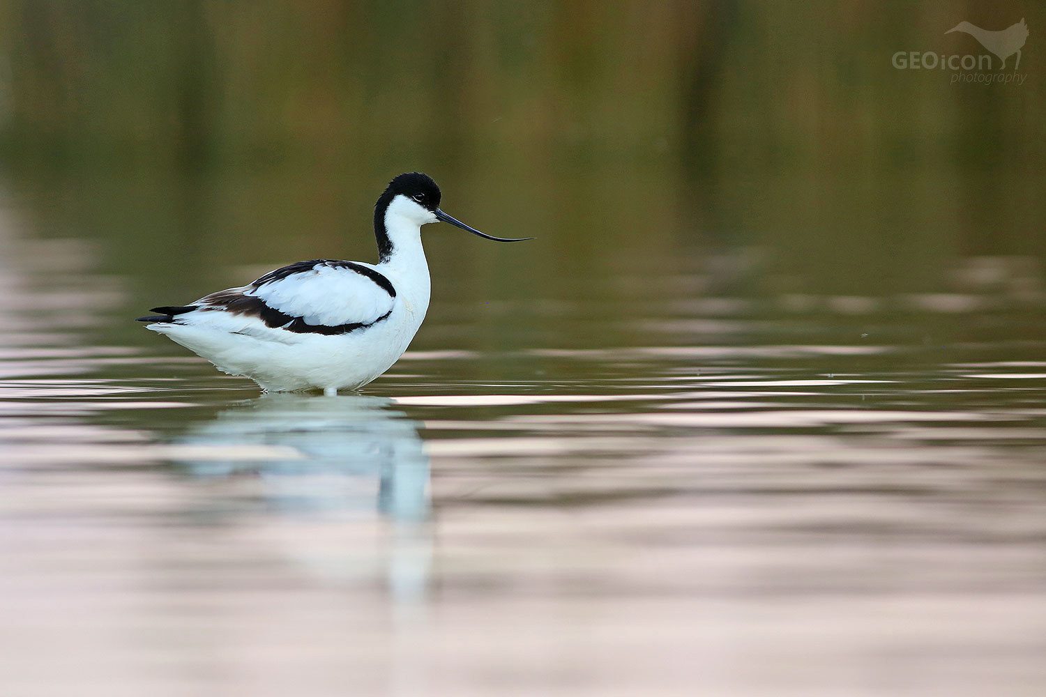 Avocet / tenkozobec opačný (Recurvirostra avocetta)