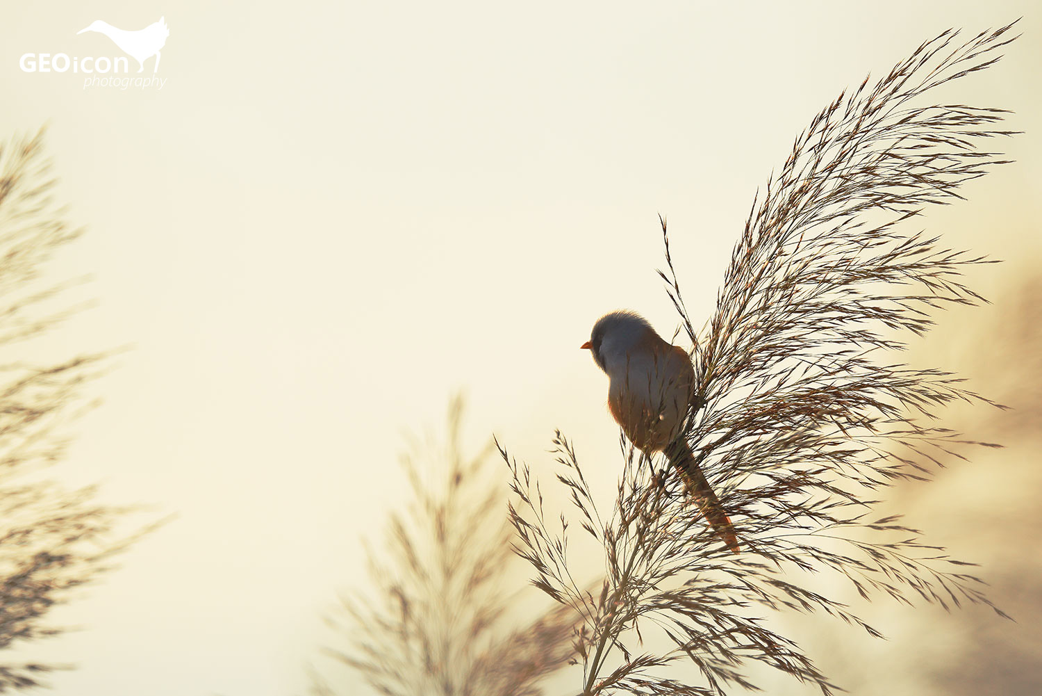 Bearded reedling / sýkořice vousatá (Panurus biarmicus)