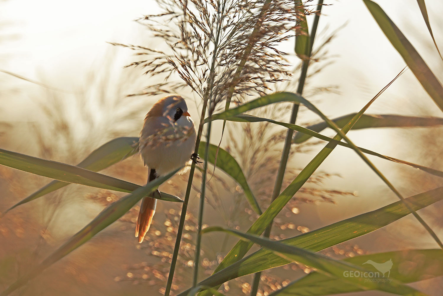 Bearded reedling / sýkořice vousatá (Panurus biarmicus)
