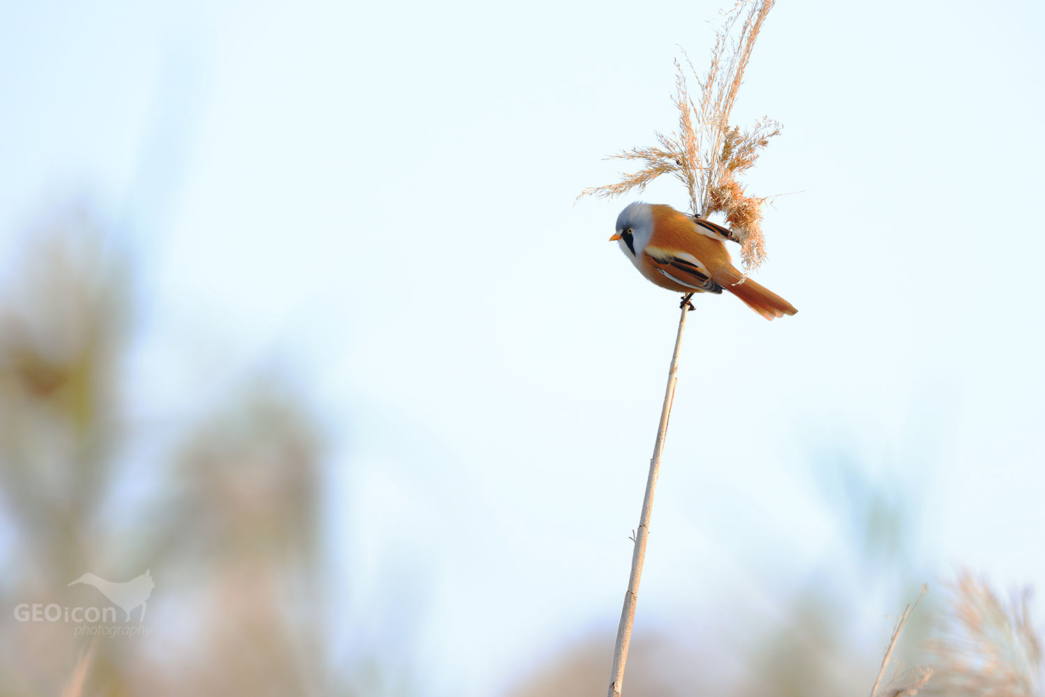 Bearded reedling / sýkořice vousatá (Panurus biarmicus)