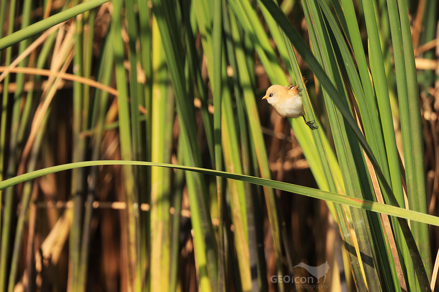 Bearded reedling / sýkořice vousatá (Panurus biarmicus)