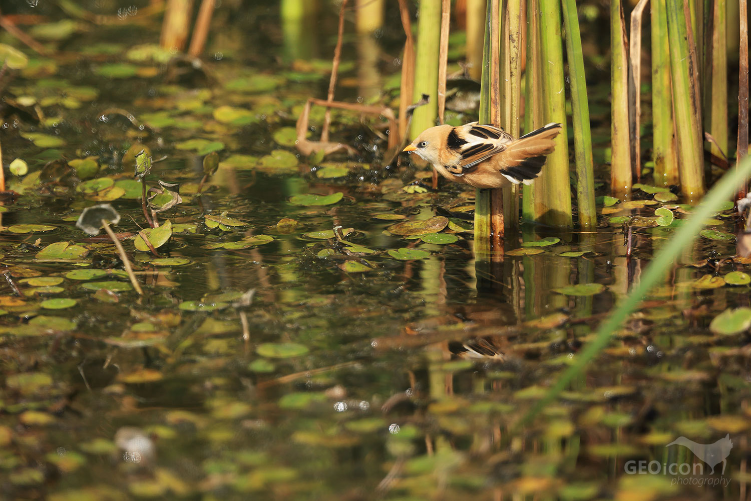 Bearded reedling / sýkořice vousatá (Panurus biarmicus)