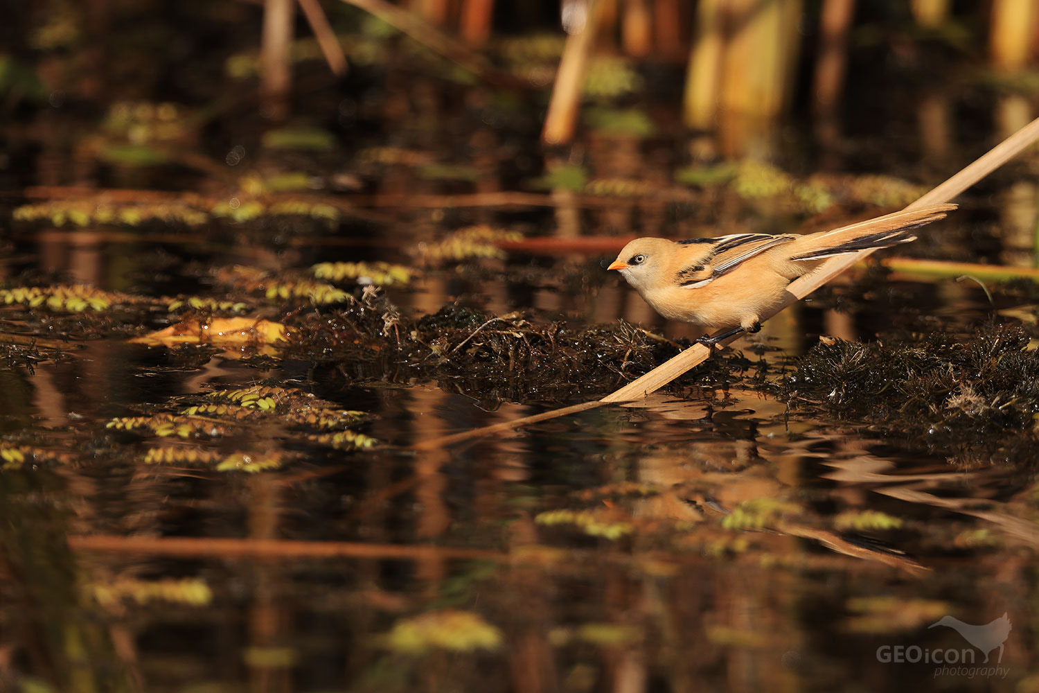 Bearded reedling / sýkořice vousatá (Panurus biarmicus)