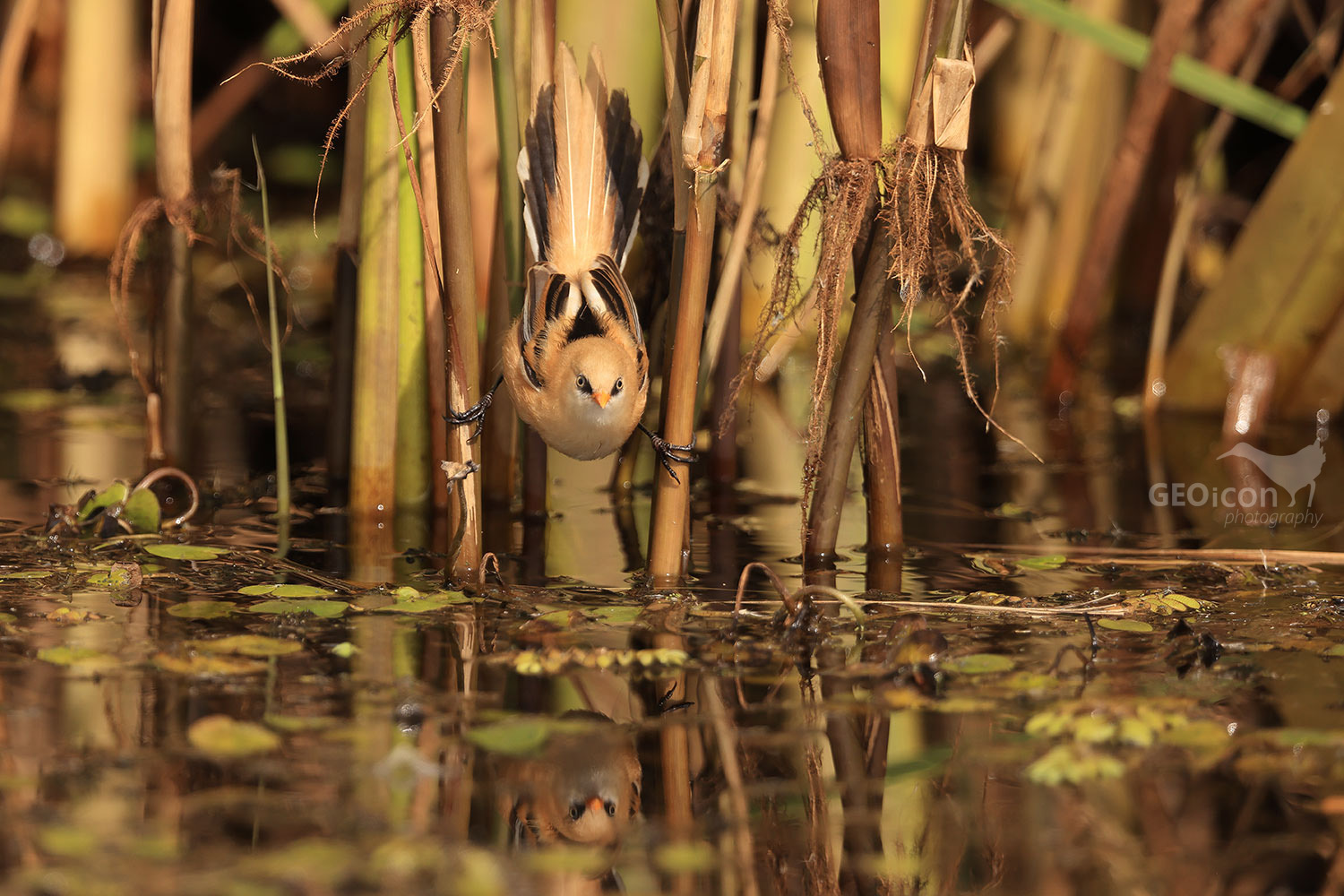 Bearded reedling / sýkořice vousatá (Panurus biarmicus)