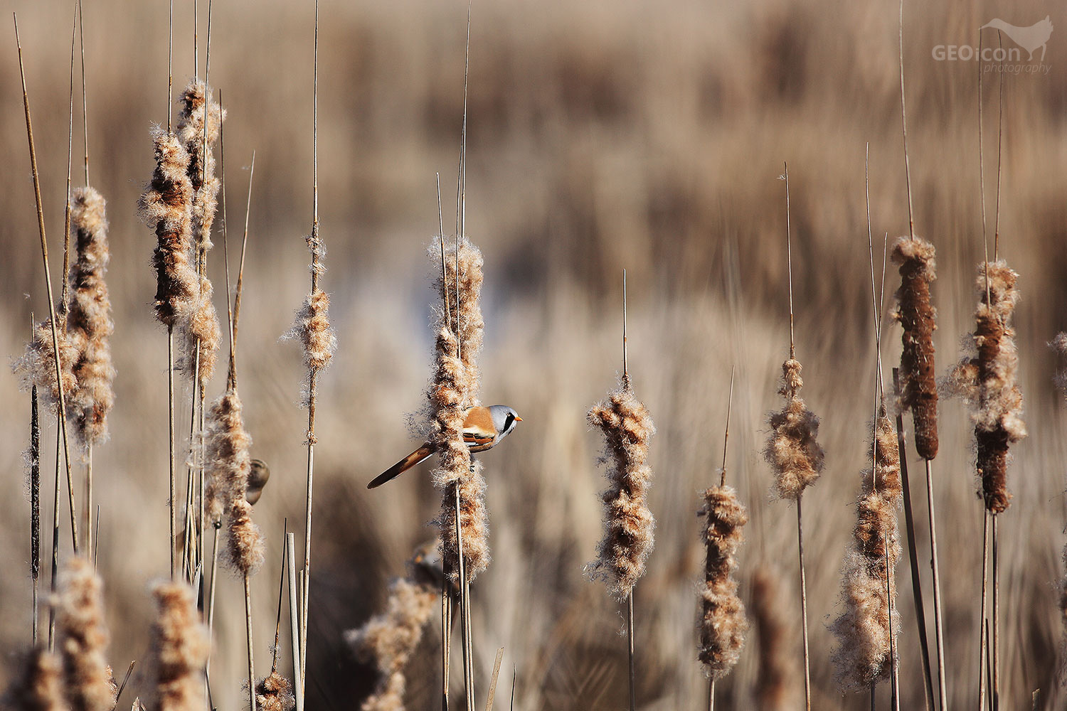 Bearded reedling / sýkořice vousatá (Panurus biarmicus)