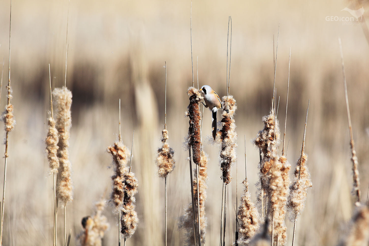 Bearded reedling / sýkořice vousatá (Panurus biarmicus)