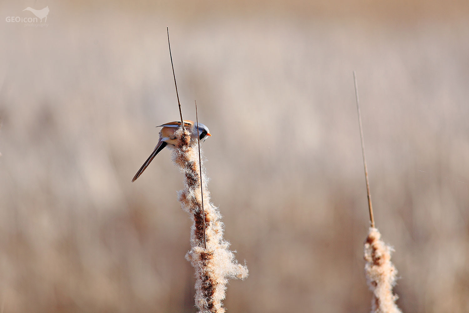 Bearded reedling / sýkořice vousatá (Panurus biarmicus)