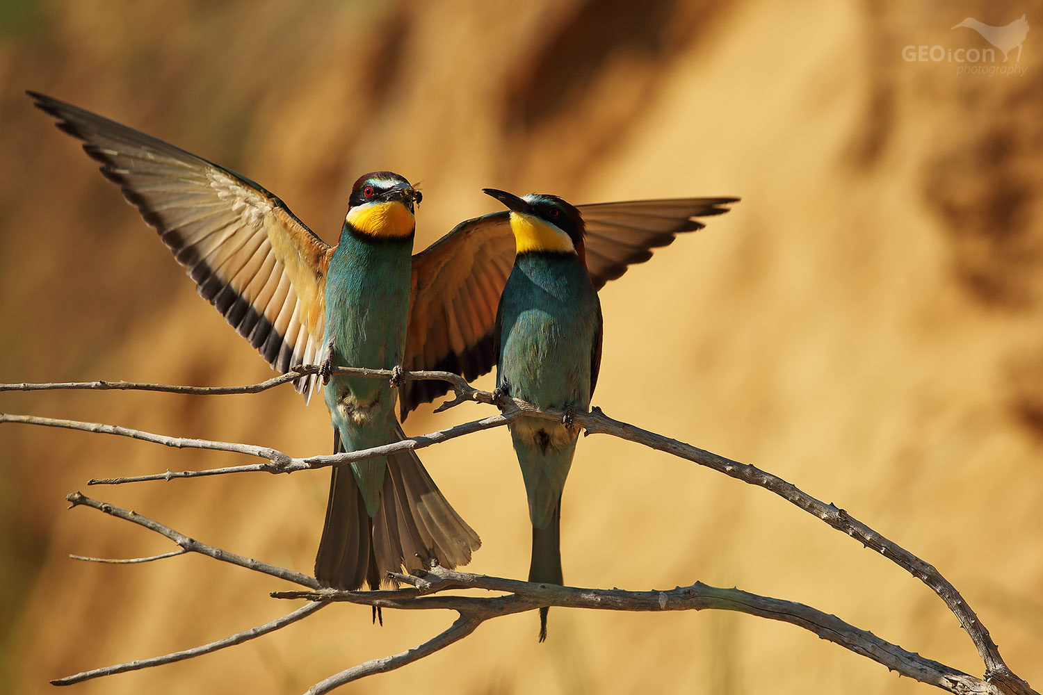 Bee-eater / vlha pestrá (Merops apiaster)