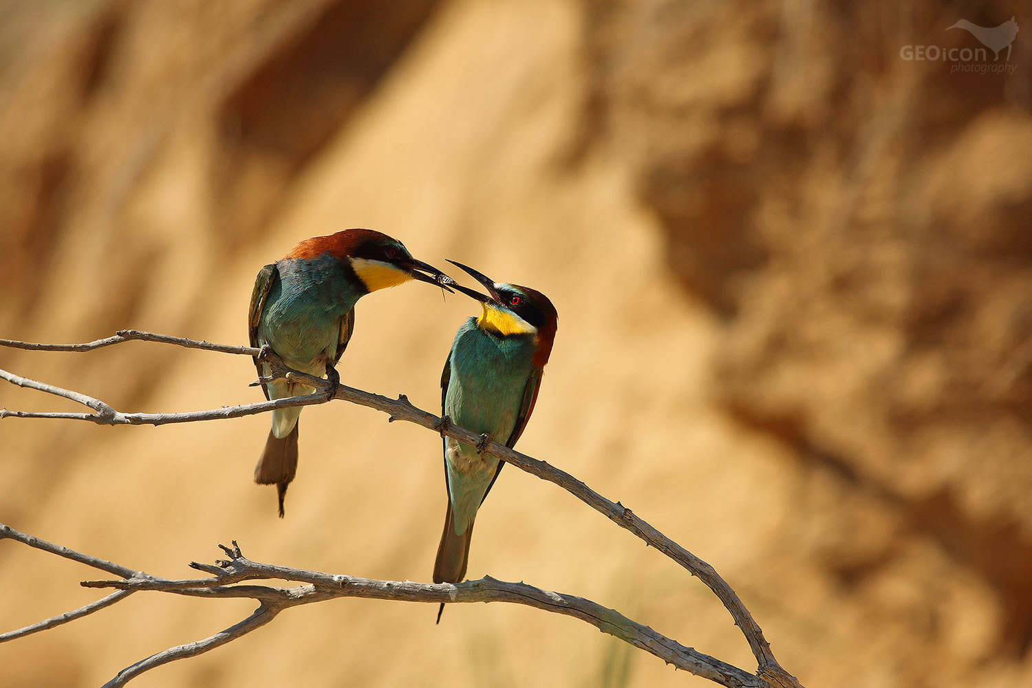 Bee-eater / vlha pestrá (Merops apiaster)